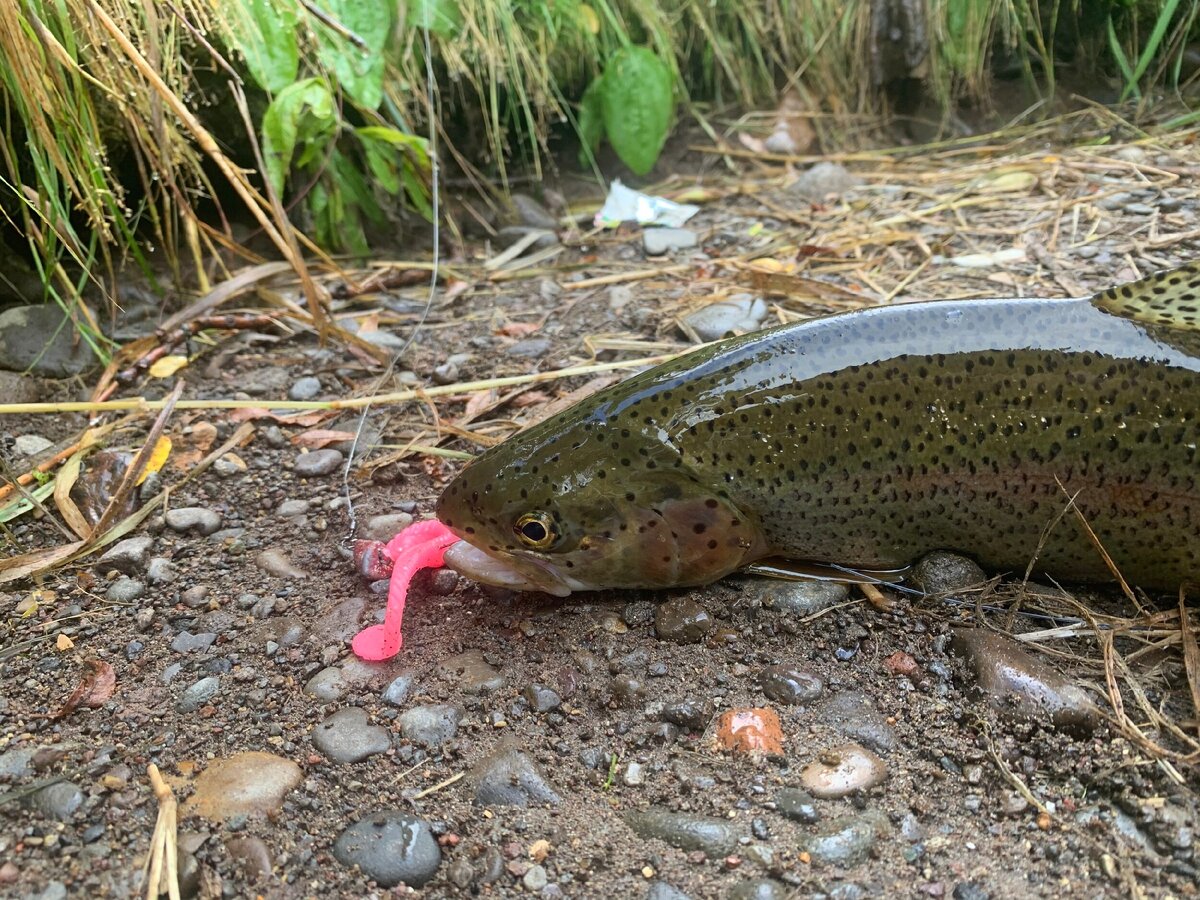 Фото с рыболовного форума Kamfishing.ru