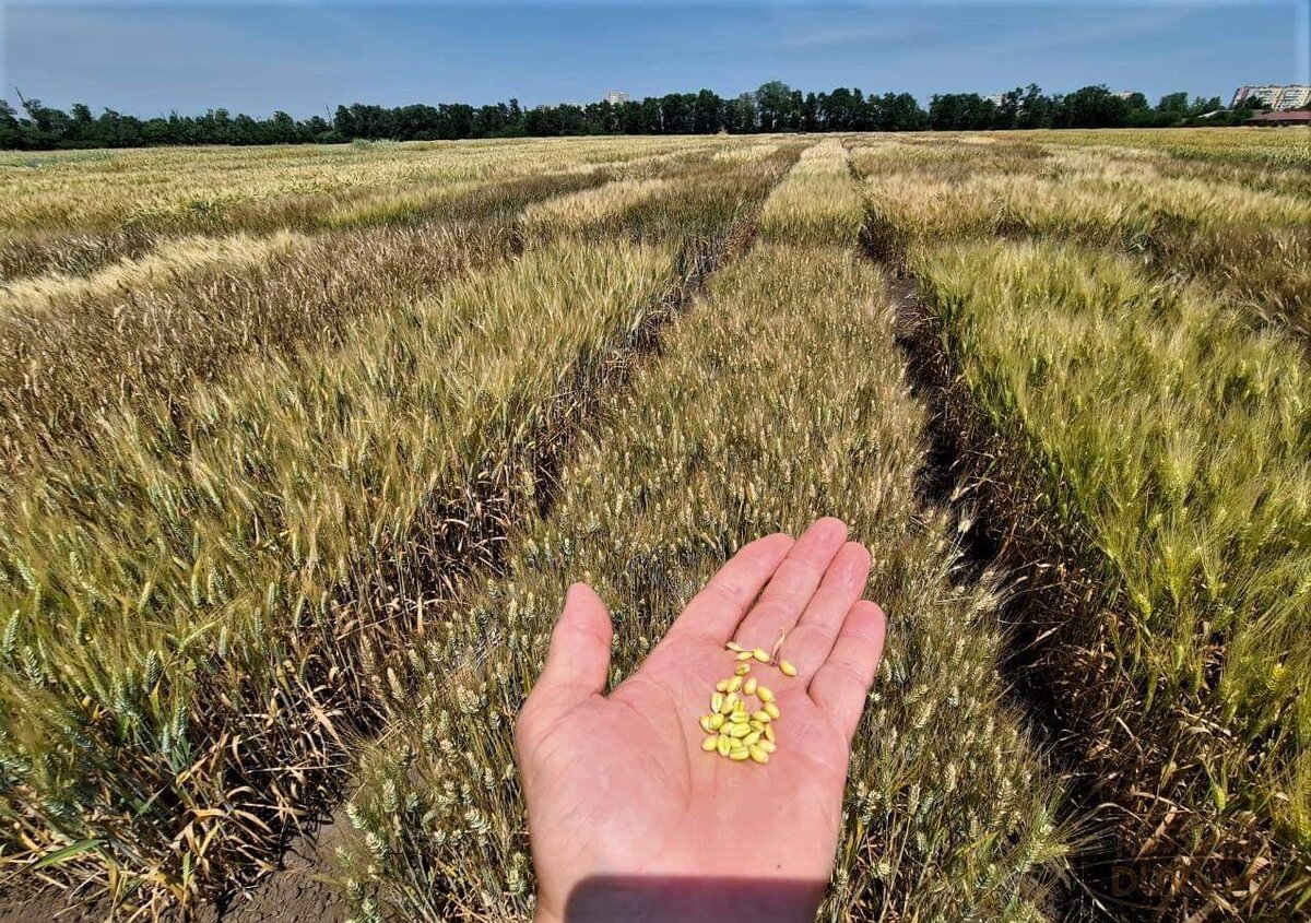 Пшеница — источник витаминов и минералов. 