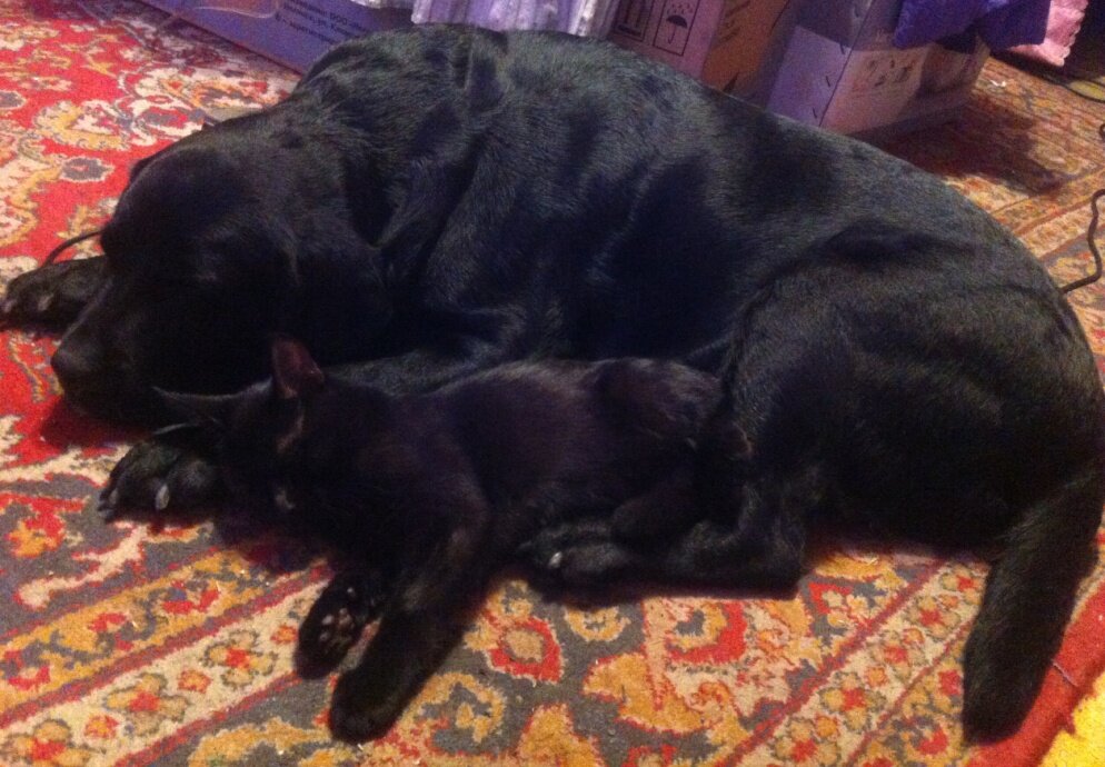 черная кот и собака красивые. черные кошки и собаки черные. черный кот и черная собака. кот и пес на черном. кошка и собака на черном фоне.