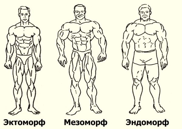 Как понять кто ты эктоморф мезоморф эндоморф?
