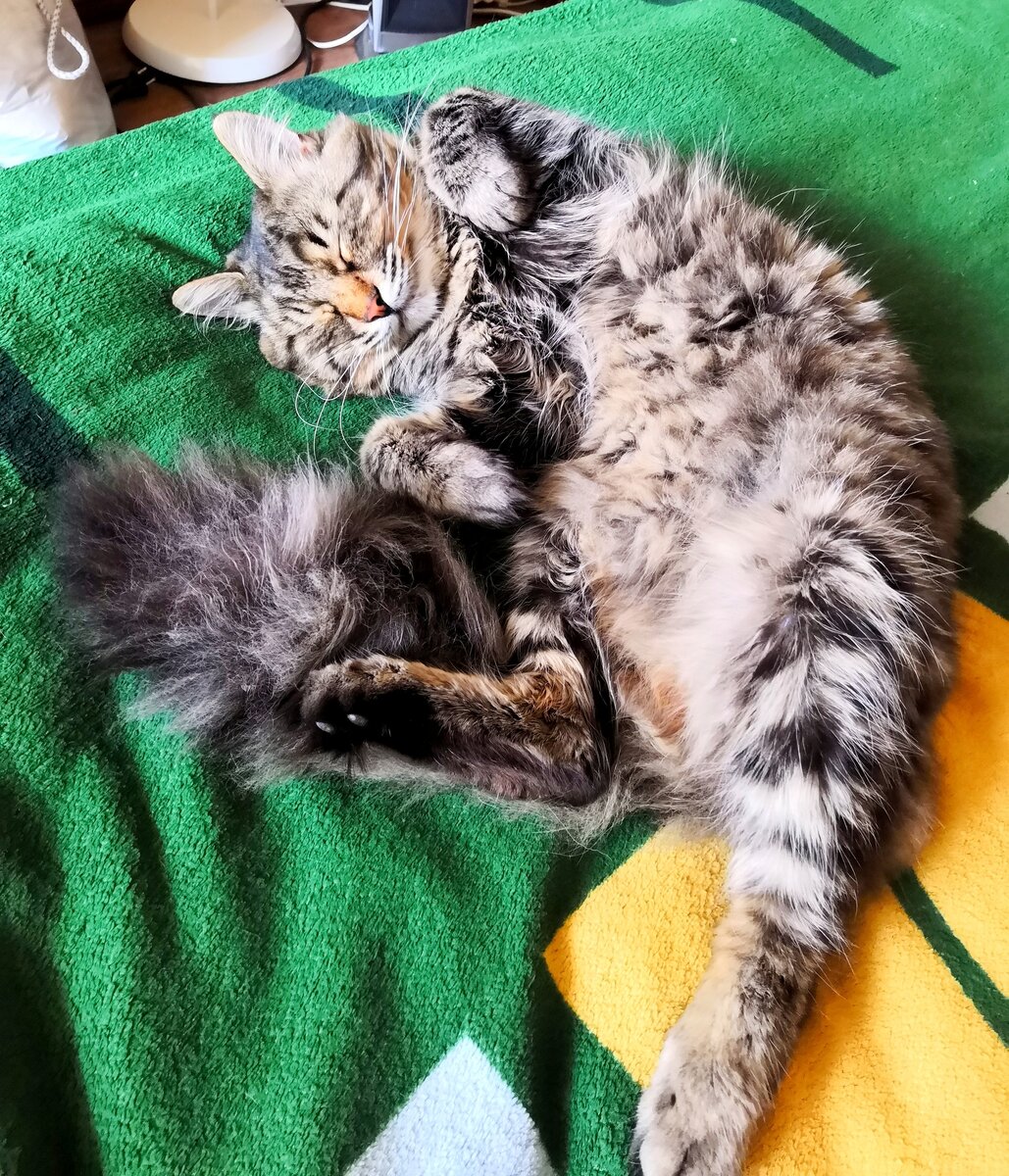 Метод лечения пациентов с помощью домашних животных набирает популярность во всем мире (пет-терапия или зоотерапия). На фото кот автора