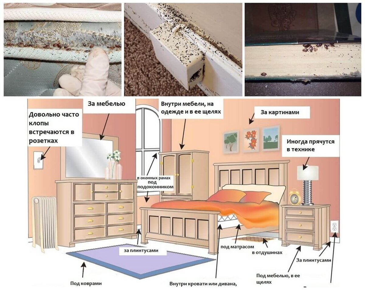Способы обработки от клопов уничтожение постельных клопов | Уничтожение  насекомых | Дзен