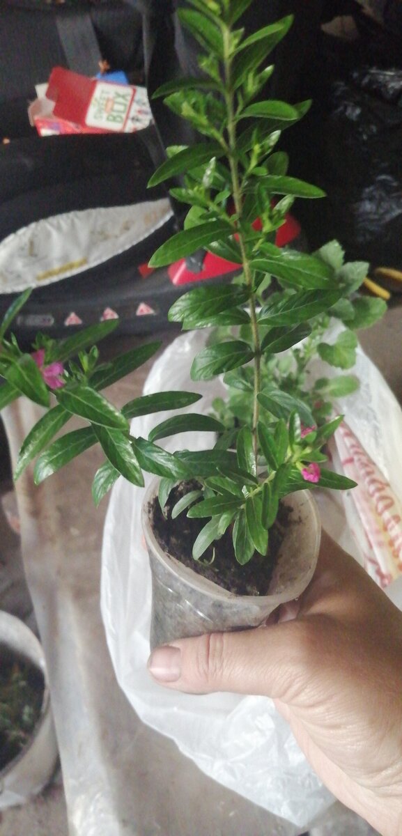 Куфея розовая рассада