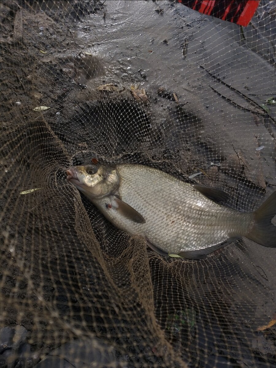 Первый красавец.