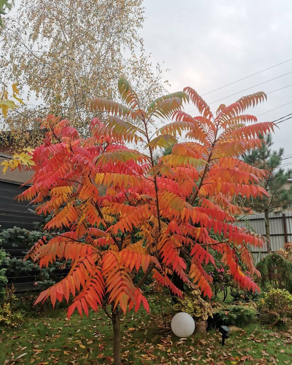 Так сумах выглядит осенью (фото автора)