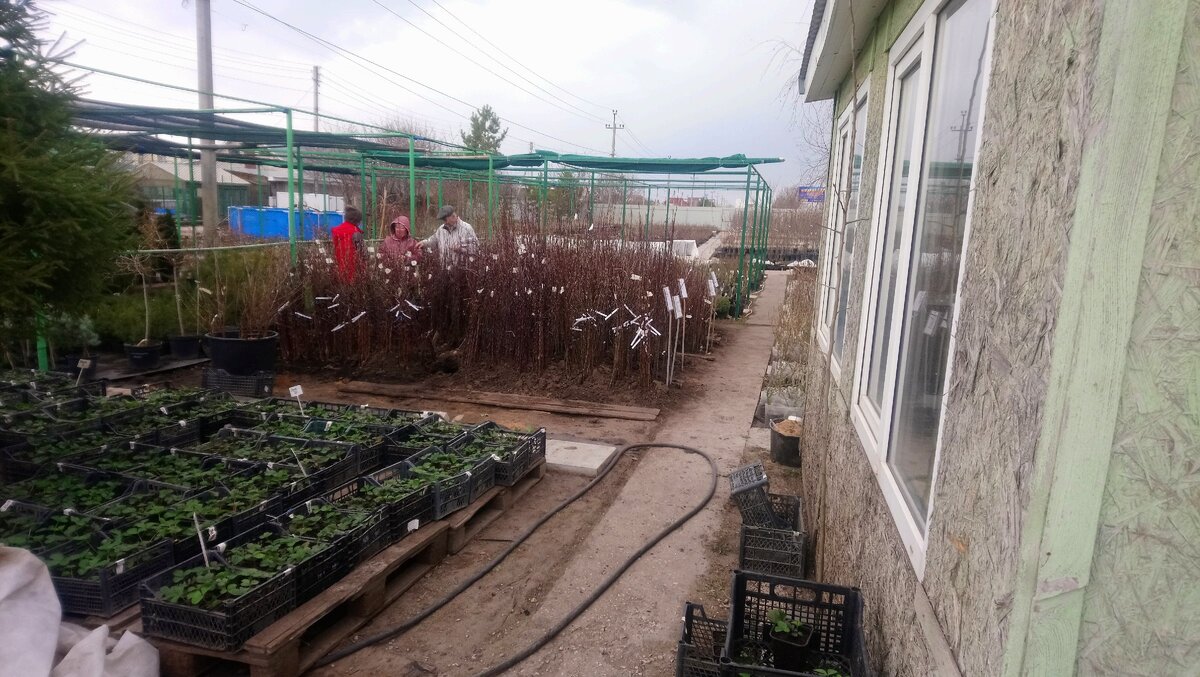 Плодовые деревья с открытой корневой