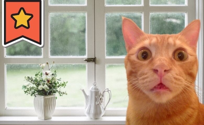 Интересные факты об окнах (источник: https://www.canva.com/, авторский дизайн) 