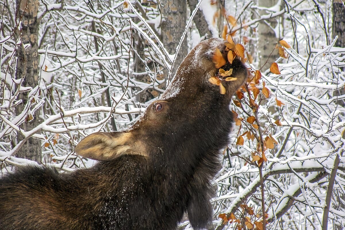 Лосиный 6. Лось зимой. Лоси дзен. Чем лоси питаются зимой в дикой природе.