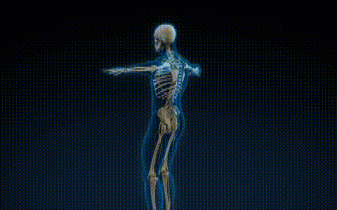 Как работает Ems-тренажер для спины Body Helper Professional