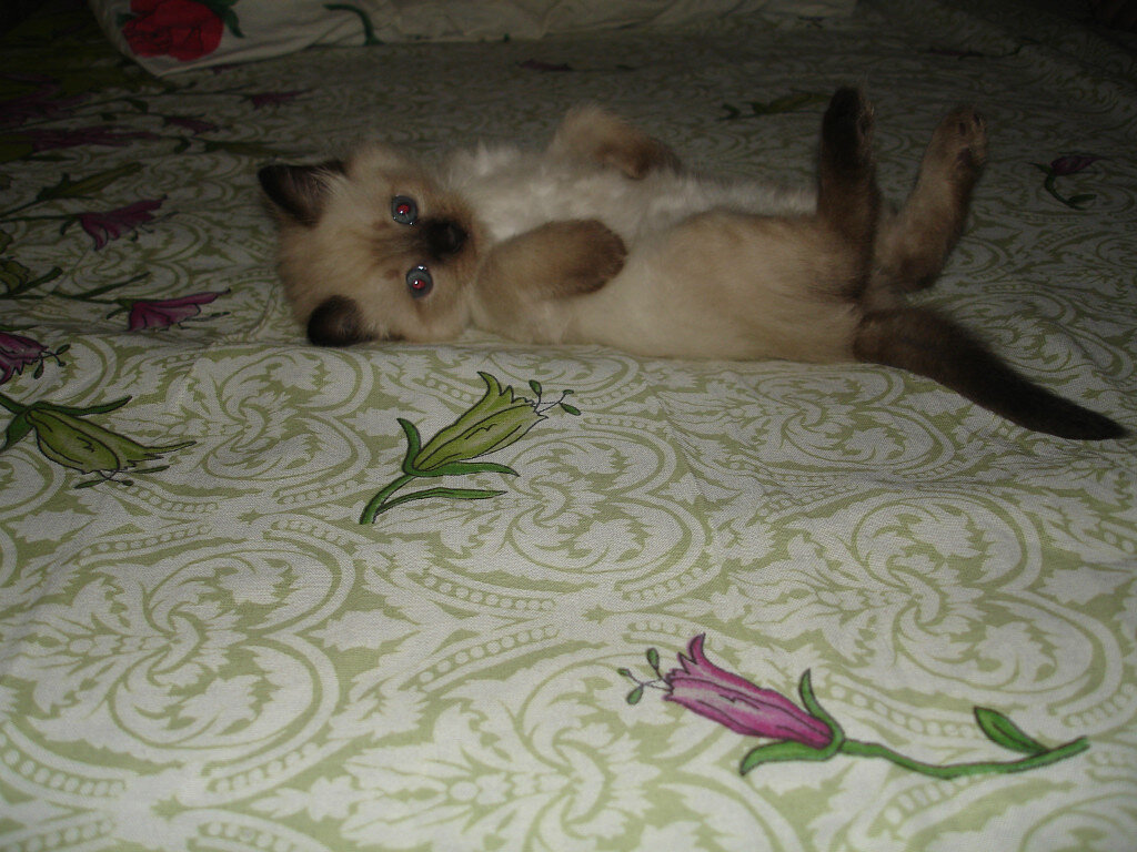 Одна из наиболее ранних фотографий Вайпера, зима 2010 года