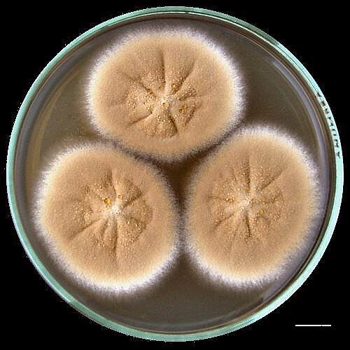 Грибы на питательной среде Сабуро в чашке Петри.