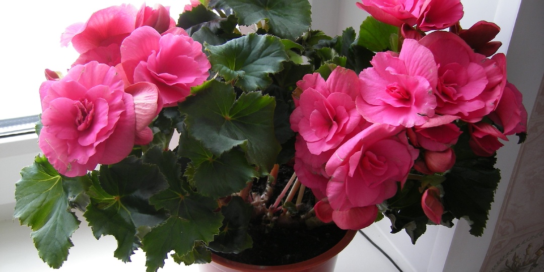 8 частых проблем при выращивании бегонии