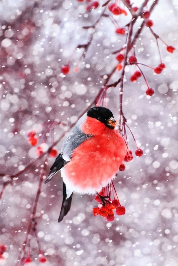 Яндекс картинки