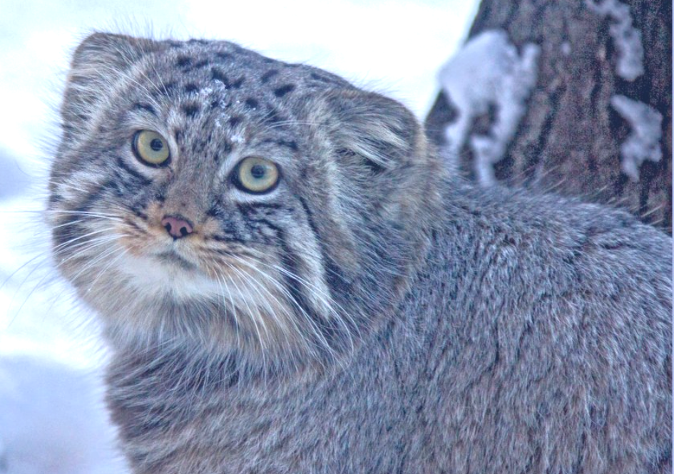 Манул, или дикая лесная кошка