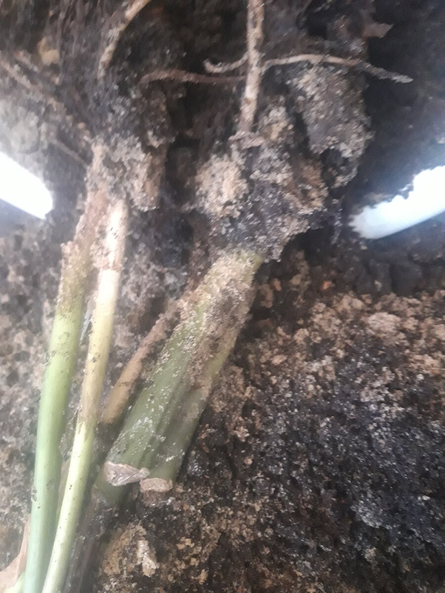 Рассматриваю почву, корень