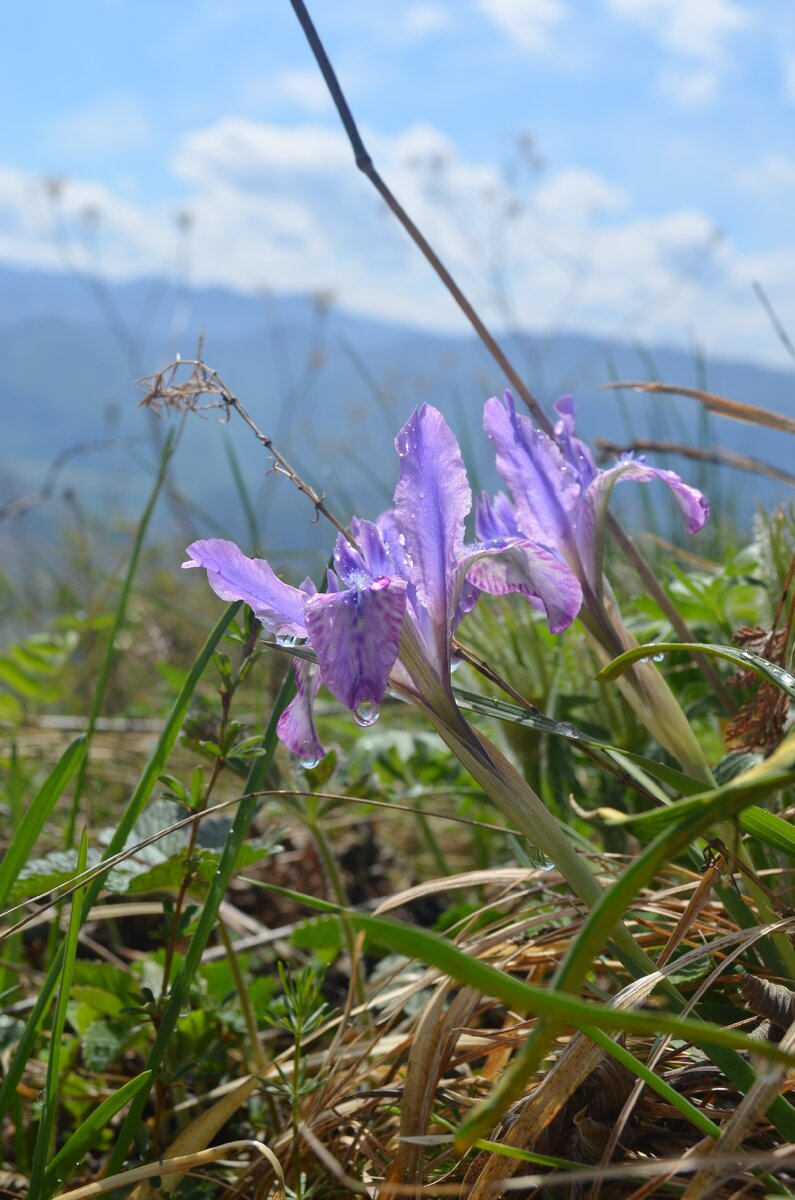 Весна на Алтае. Фото автора