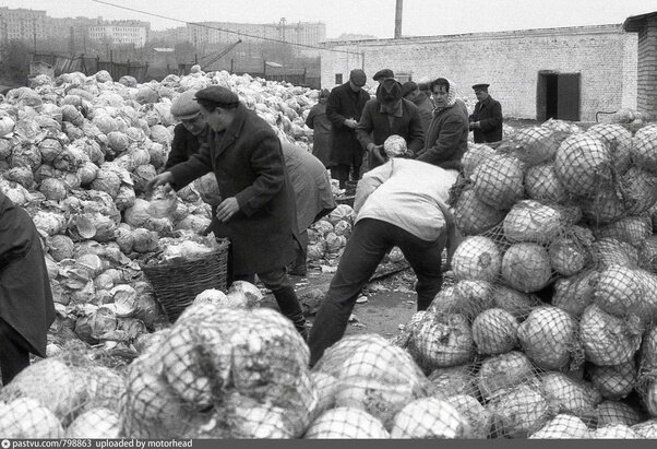 «1974 год. Сортировка капусты сотрудниками НИИ ». Раменки, Подмосковье. Это наша Родина - пахнет Социализмом и уверенностью в завтрашний день.
