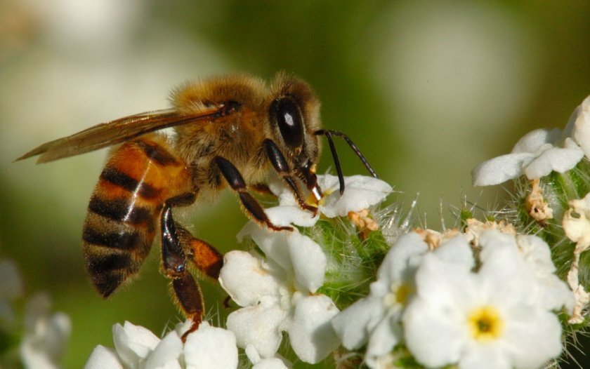 Итальянская пчела или лигурийская пчела.
( лат.  Apis mellifera ligustica )
А так же Бакфаст.-2