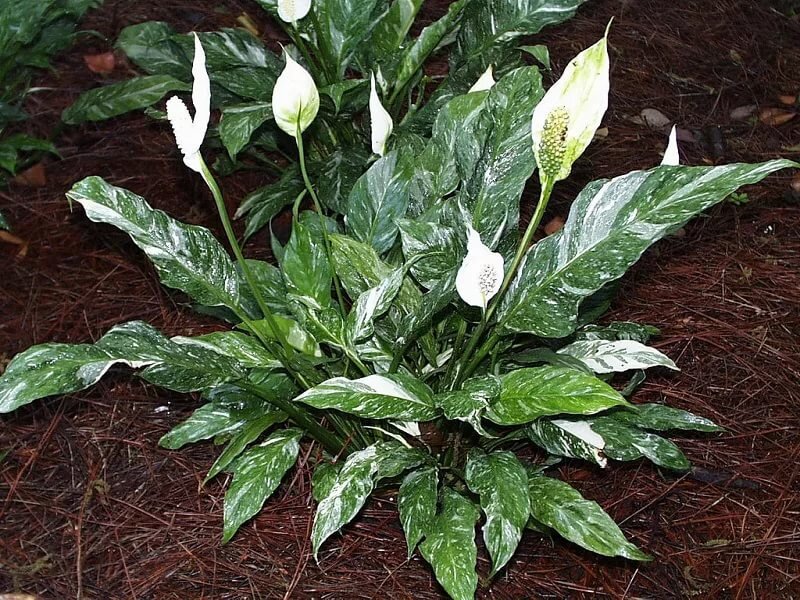 Спатифиллум (лат. Spathiphyllum), d 14