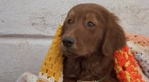 Интересно, что фильм преподносит смерти вокруг главного героя буднично, без какой-либо эпичности. Это сделано в детском фильме! И сделано это для того, чтобы поставить точку на том или ином этапе жизни Флюка.