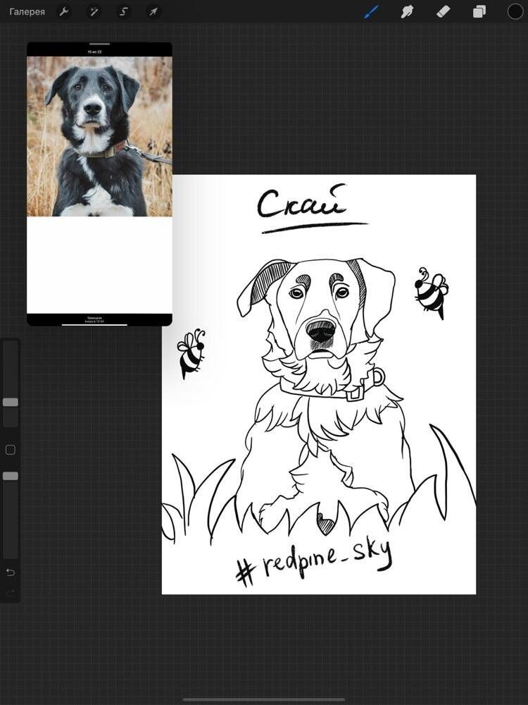 Скай молодой пёс, который отлично подойдёт в семью с ребёнком. 