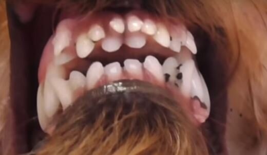 Зарик - крокодил.