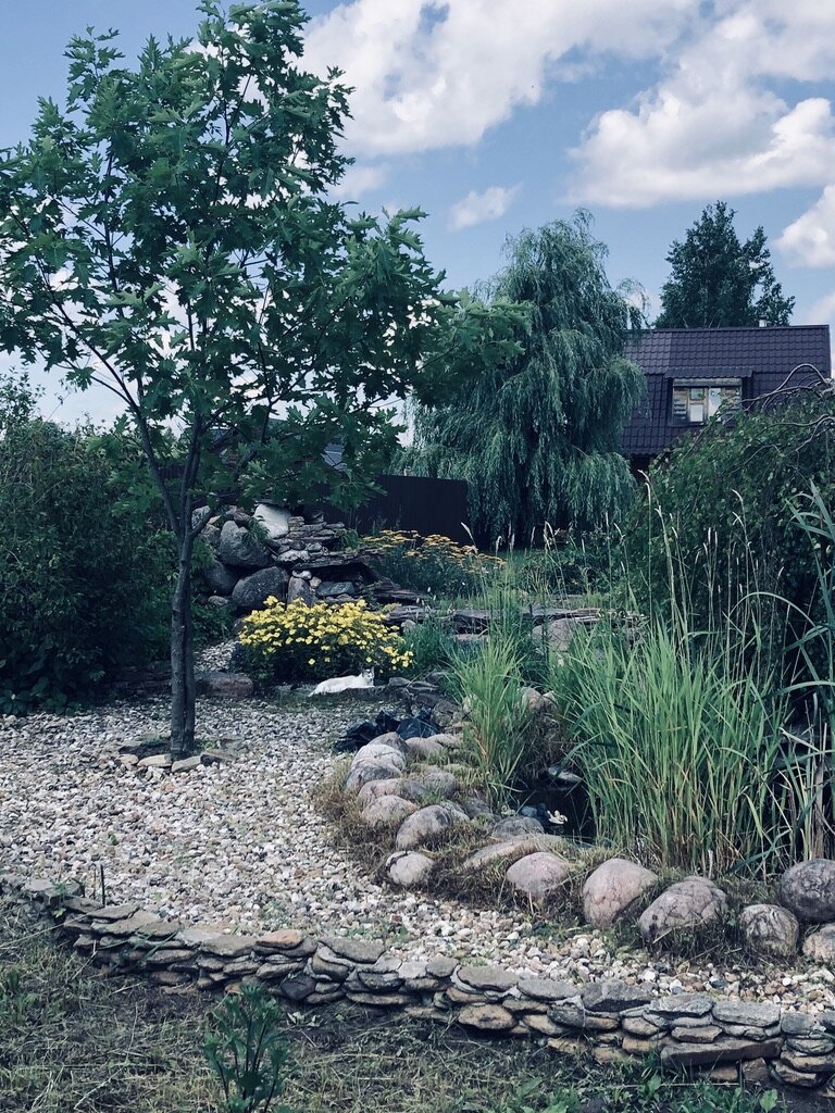 Прудик на нашем участке. Дерево на переднем  плане - клен, который осенью становится ярко-красным. 