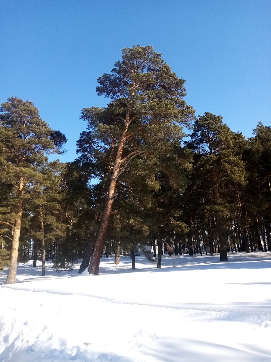 Вокруг-сосновый бор