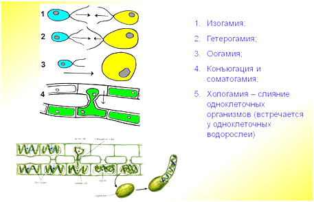 формы слияния ген. материала