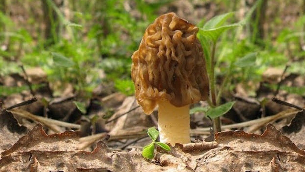 Сморчковый волнистый гриб 7 букв ответ. Сморчковый волнистый гриб. Сморчковый волнистый гриб 7 букв ответ. Сморчки условно съедобные. Сморчковый волнистый гриб 7 букв ответ.