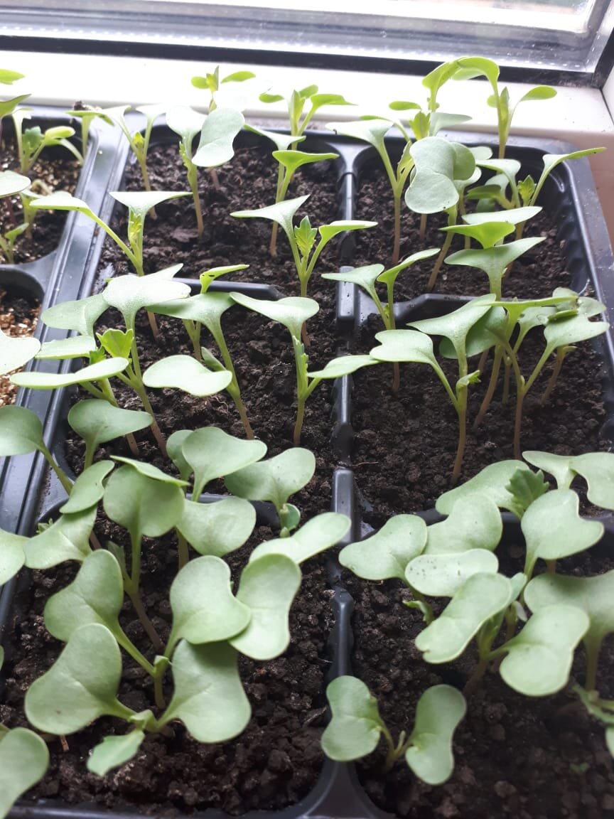 Когда и как нужно сеять раннюю капусту на рассаду. Урожай будет уже в ...