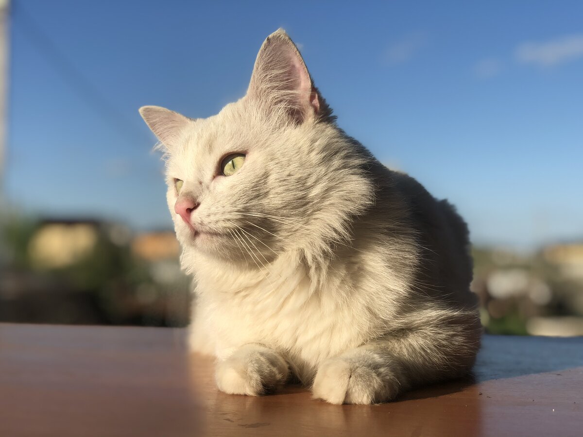 Мой кот - Белок