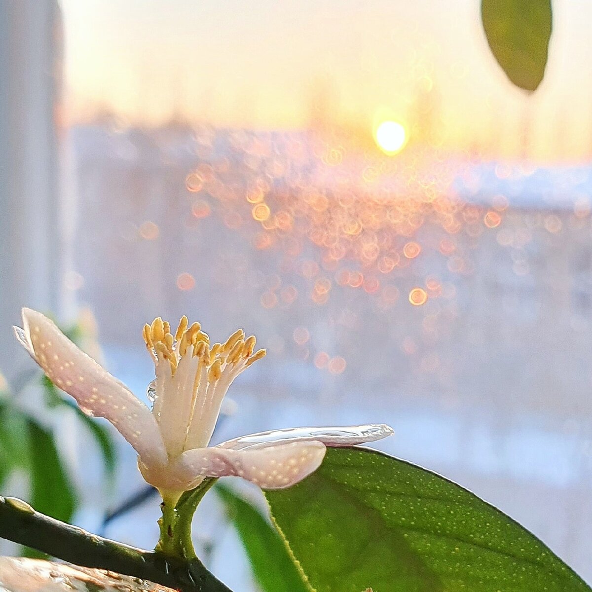 Фото Лужецкой Натальи ее цветущий каламондин 1 марта 2021 года