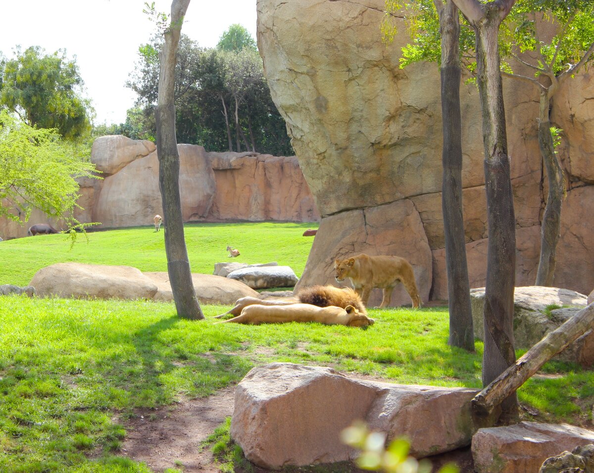 Львы мирно спят на солнышке...Целым прайдом, а не поодиночке! Если не знаешь, что это зоопарк, никогда не догадаешься. Тут и далее фото автора