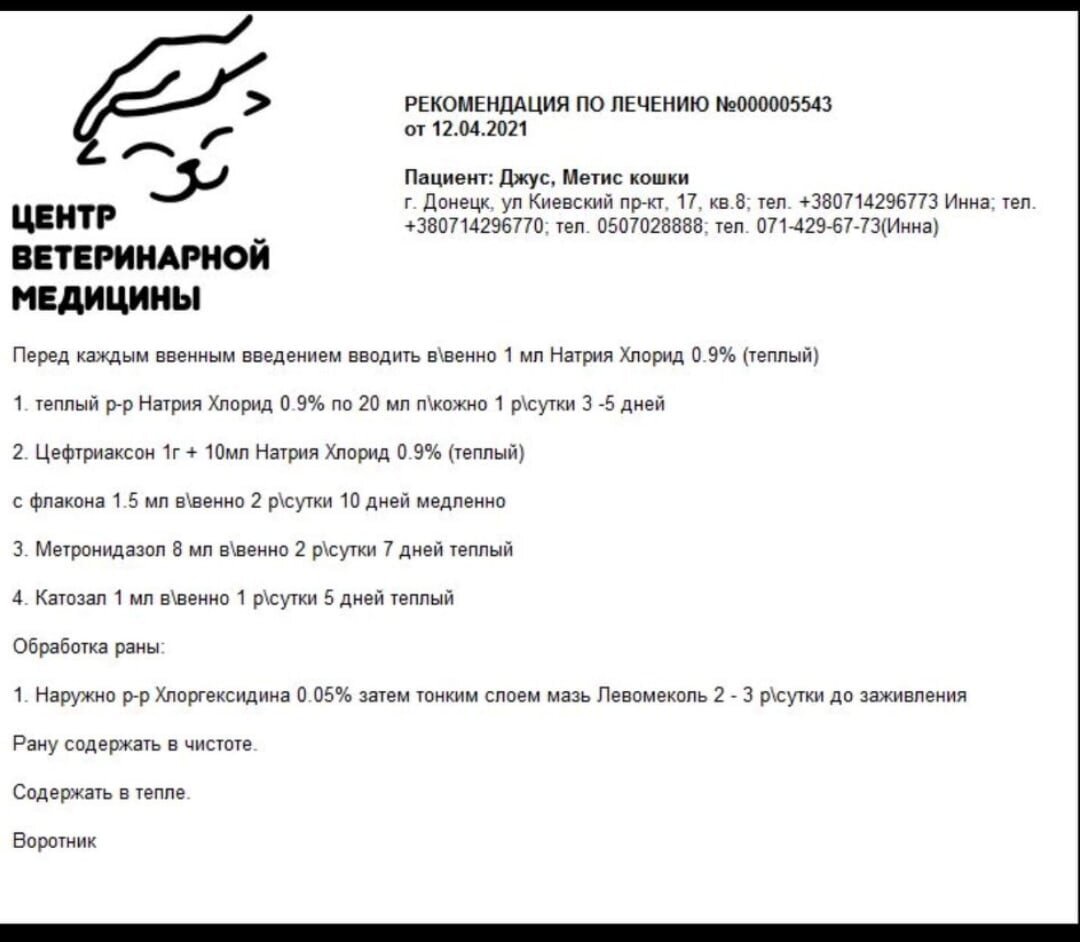 Котик Джусик: пока картина не совсем такая, какую мы изначально себе  представляли... | Блог #Мими_кися | Дзен