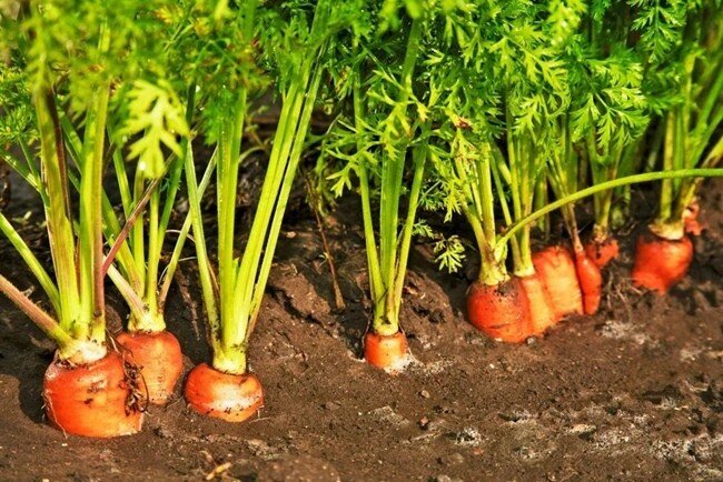 Когда сажать морковь???
