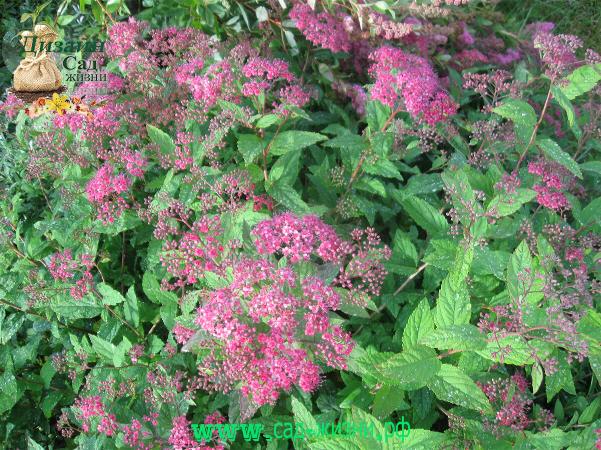 Спирея Бумальда