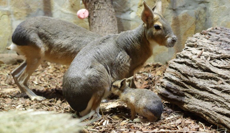 ЛЕНИНГРАДСКИЙ ЗООПАРК / VK