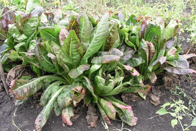 Виды салата листового - описание и особенности выращивания