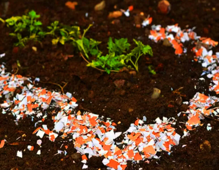 Так выглядит наше творчество на грядках.