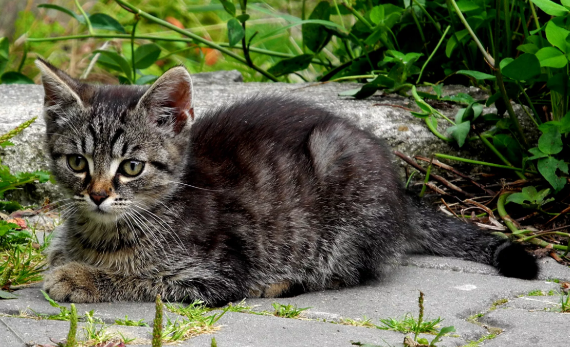 Источник фото pxhere.com