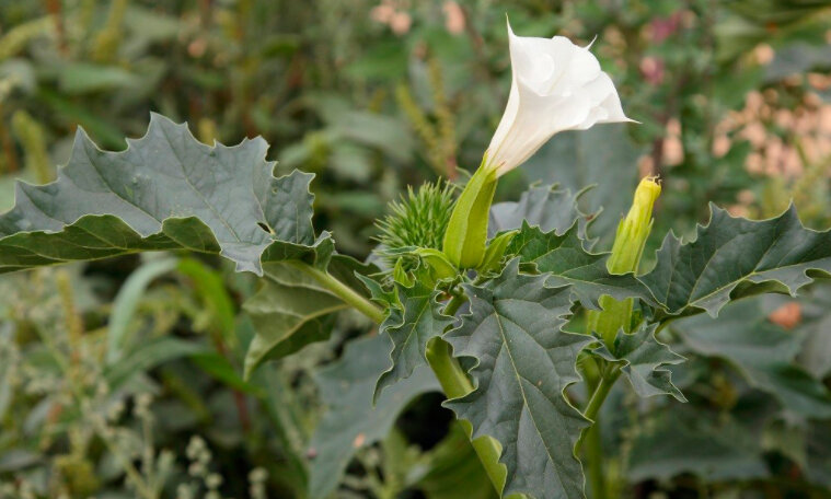Определить это растение довольно просто
