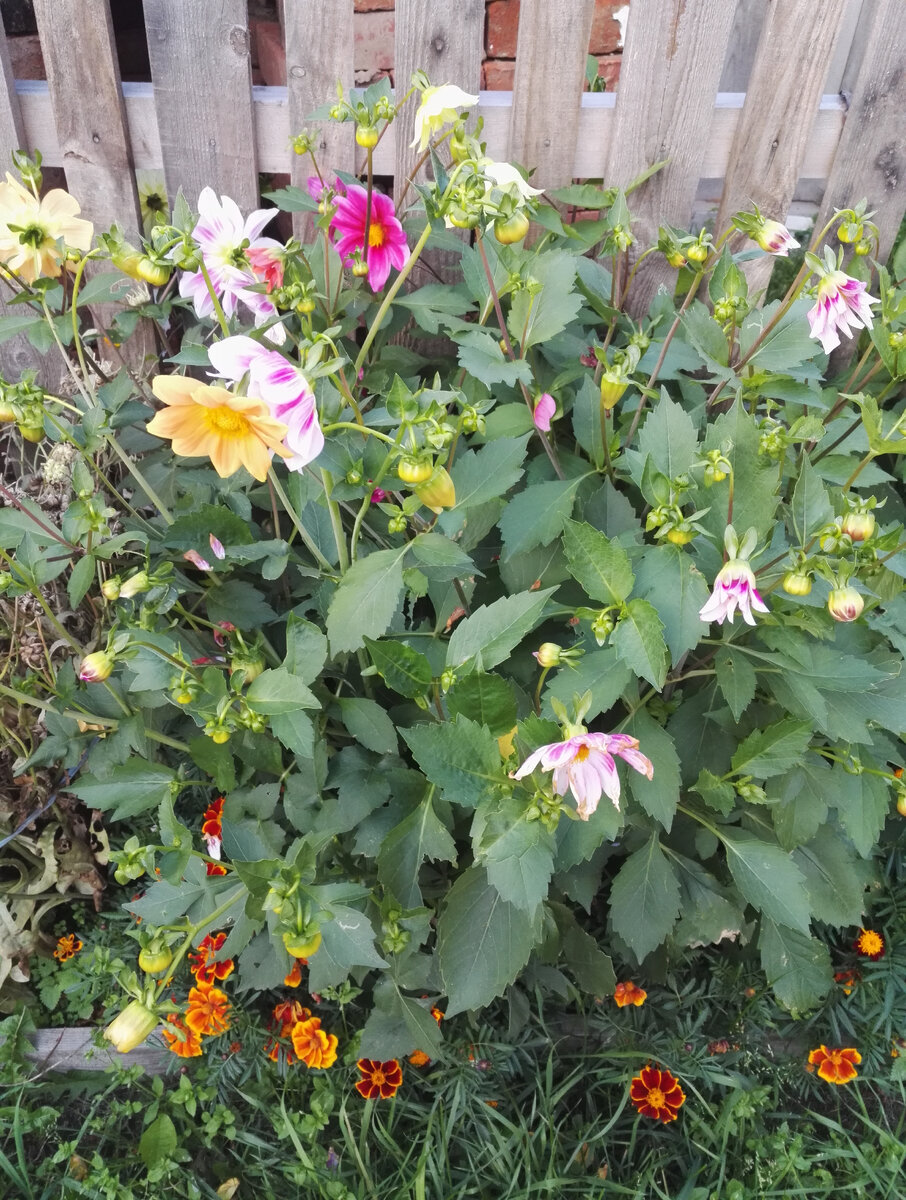 Куст георгинов. На улице холодища, а они цвести собираются. Фото автора.