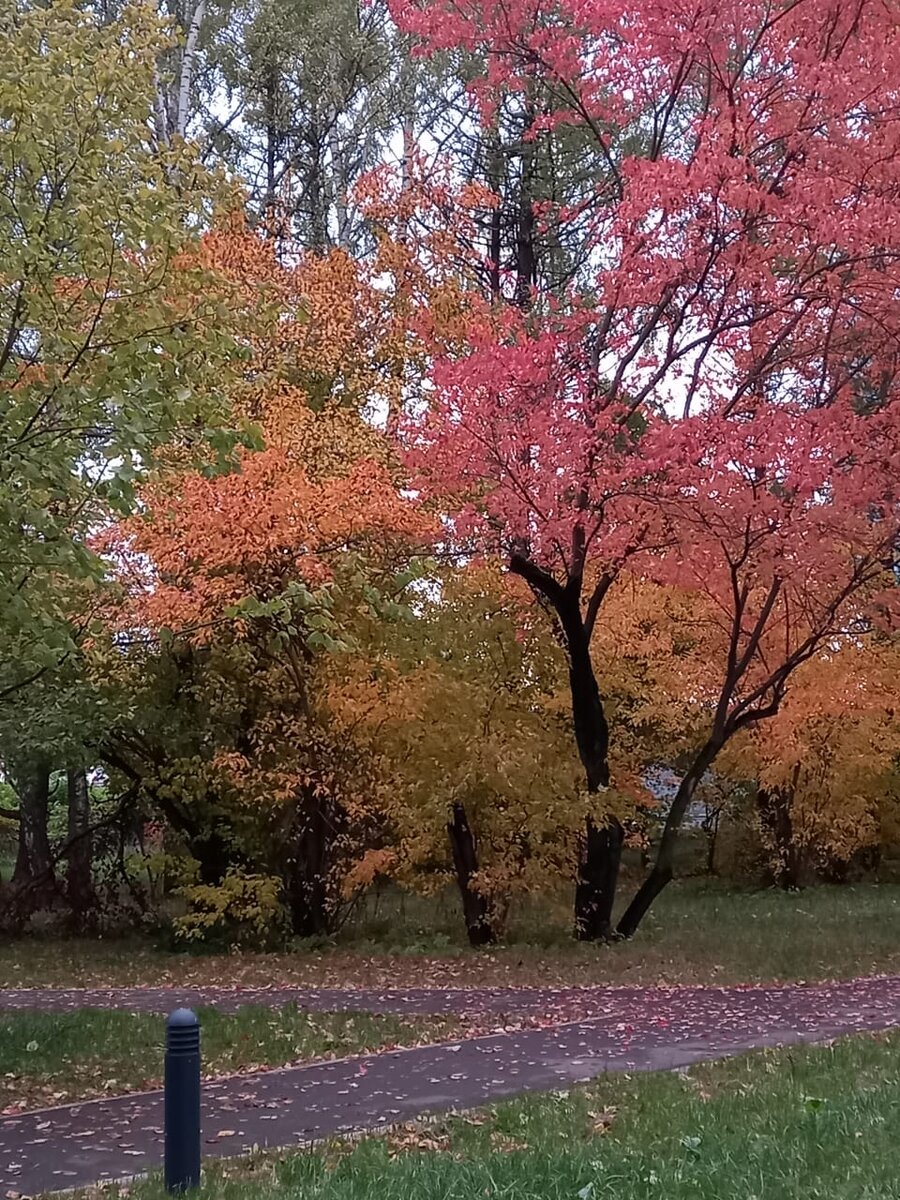 Осенняя сакура