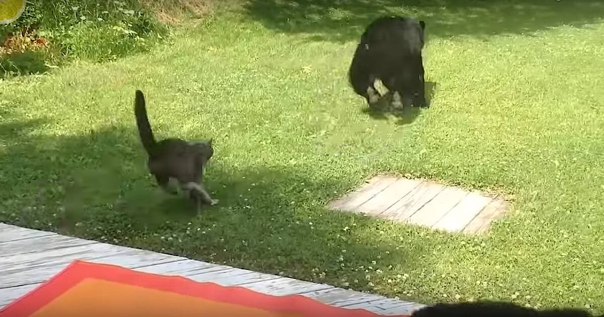 кот отогнал медведя. Иллюстрация к статье. фото из интернет и в свободном доступе