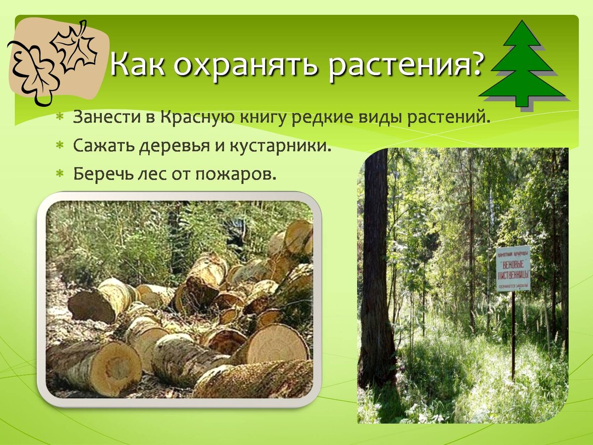 как беречь лес