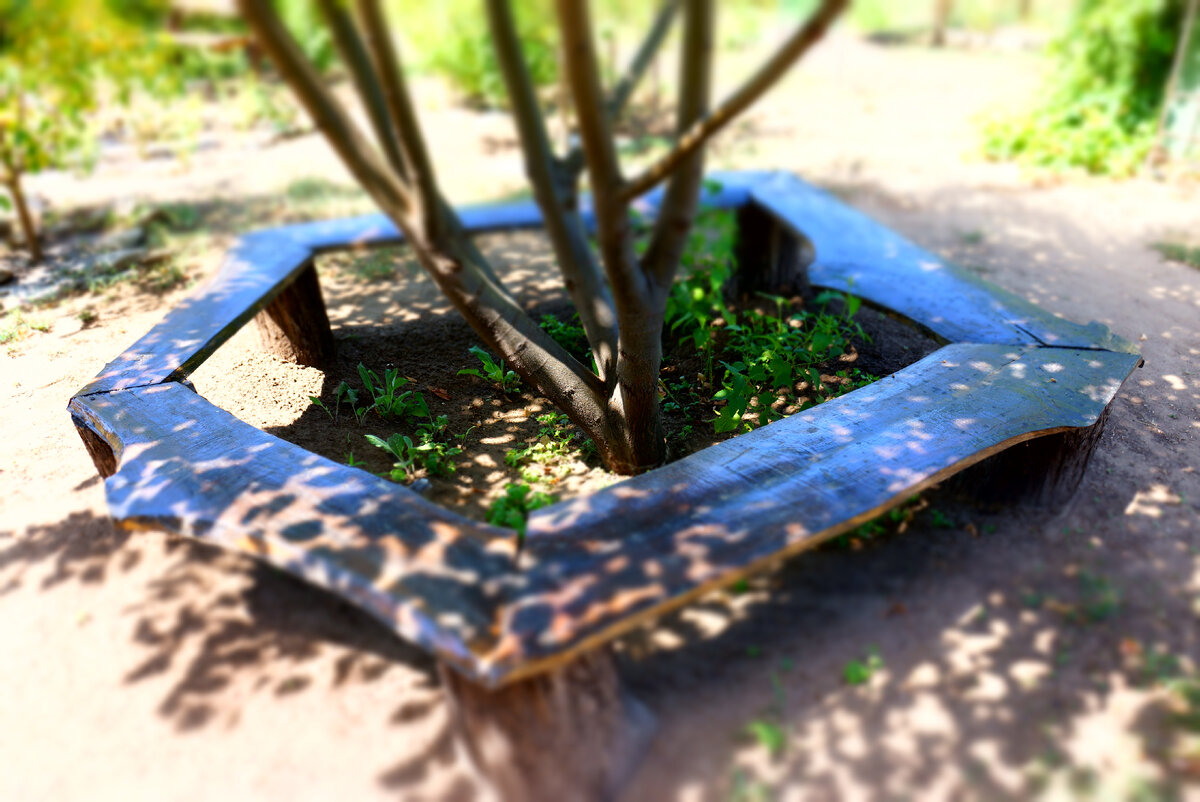 Липа на дачном участке | ДАЧНАЯ ПОРА | Дзен