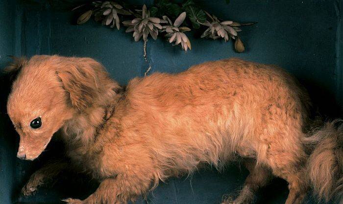 Чучело собаки по кличке «Виски», выставленное на обозрение в Музее Абергавенни в Уэльсе