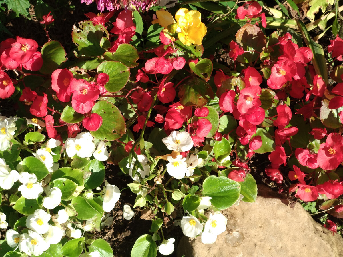 Бегония вечноцветущая. Фото автора