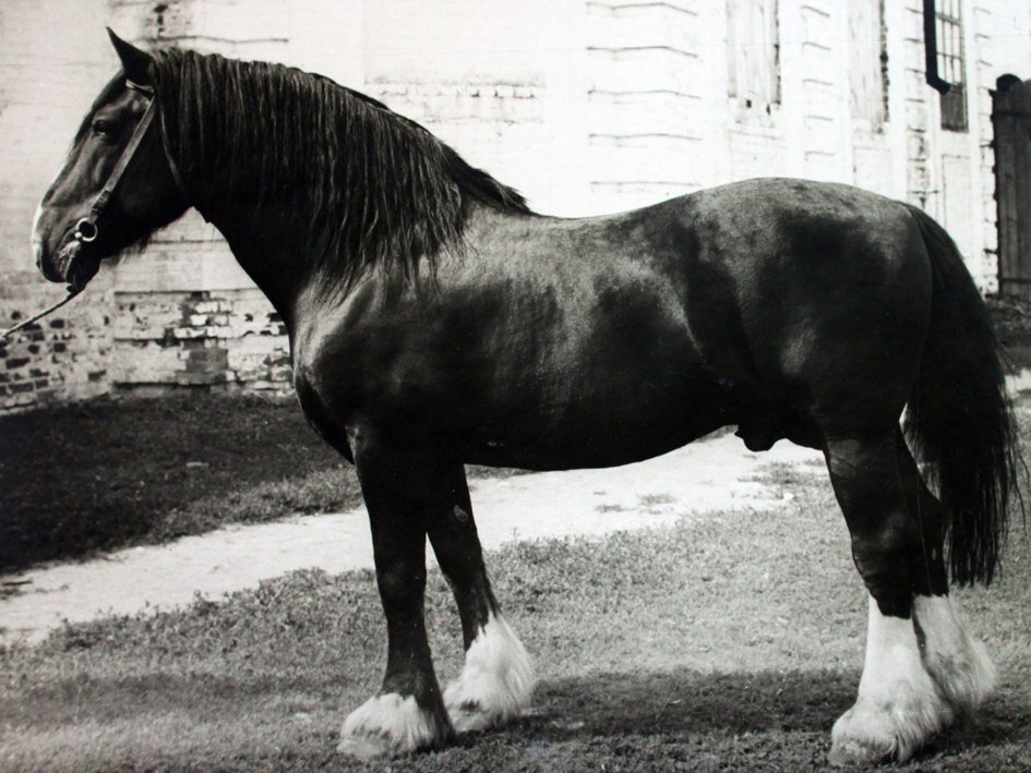  Вороной жеребец 76 Комиссионный (Кабестан - Газонка), 1932 г.р. 

Кабестан, св.-гн. жеребец рожд. 1915 г. Сам Кабестан был некрупным жеребцом и имел промеры 157-167-191-25. Лошади этой линии отличалисб уже в то время растянутостью корпуса, при хорошей линии верха, некоторой грубостью и простотой сложения; грудь у них глубокая, но не очень широкая. Линия до сих по лучше представлена в кобылах. К ней в свое время относилось около 13%. кобыл и 10% жеребцов породы. К сожалению, мы не располагаем фотографиями самого Кабестана и будем благодарны, если кто то поделится.

Лучшим представителем линии в свое время был жеребец Комиссионный, вор., рожд. 1932 г., отмеченный второй премией на Всесоюзной сельскохозяйственной выставке 1939 г.

Линия Кабестана в породе на сегодняшний день является малочисленной, среди нее встречаются как лошади более современного типа, с яркими отметинами, приятного экстерьера, так есть и лошади, которые отражают тип своего родоначальника - среднего роста, простоватые и низкопередые, малоотметистые в массе своей и их большинство. Присутствует большое расщепление по качеству лошадей. Однако, при грамотном использовании, на подходящих кобылах, данная линия может получить второе рождение и дать немало ценных лошадей.

На фото ниже представлены:
